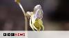 Britain S Rarest Ghost Orchid Rediscovered For First Time In 15 Years Bbc News