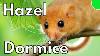 Britain S Rarest Hazel Dormice And How To Help Them
