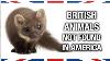 British Animals You Won T Find In America Anglophenia Ep 27