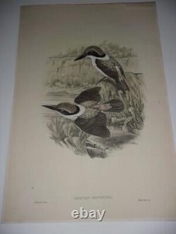 Gould Birds Of Great Britain Hand Colored Print 1862 RARE B/W KINGFISHER