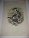 Gould Birds Of Great Britain Hand Colored Print 1862 Rare B/w Kingfisher