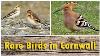 Hoopoe Green Heron Wryneck Woodchat Shrike And More Rare Birds In Cornwall Uk