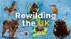 How To Bring Wilderness Back To Britain Rewilding Uk