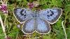 Man Found Guilty Of Killing One Of Britain S Rarest Butterflies