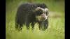 Rare Andean Bear Cub Born At Chester Zoo And It S Adorable