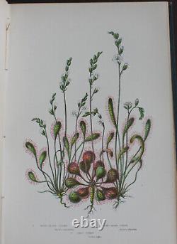 Rare Antique Old Book Flower Plants Grasses Ferns Great Britain 1899 Illustrated
