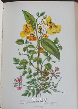 Rare Antique Old Book Flower Plants Grasses Ferns Great Britain 1899 Illustrated