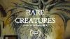 Rare Creatures Mystery Beasts Of Britain Documentary 2020
