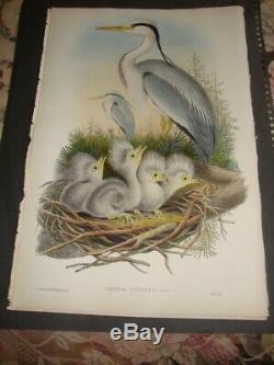 Rare Gould Birds Of Great Britain Hand Colored FOLIO Print 1870 ARDEA CINEREA