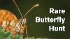 Rare Heath Fritillary Butterfly Up Close